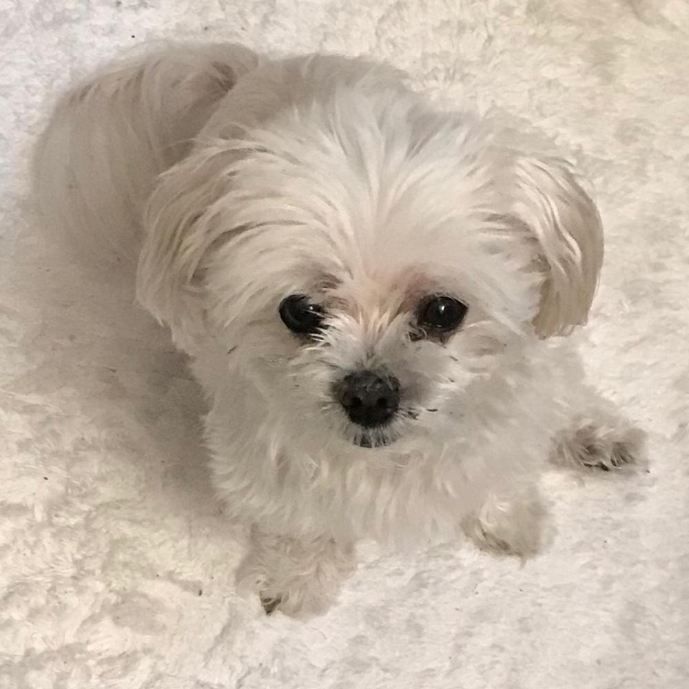 Meet your Posher, Wendy